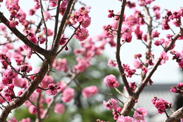 Blooming Japanese plum blossom with great pink color