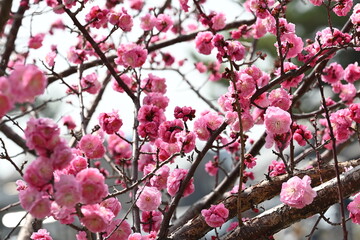 Blooming Japanese plum blossom with great pink color