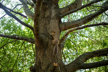 Squirrel in Tree in a Park