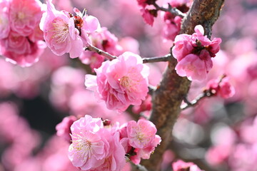 Blooming Japanese plum blossom with great pink color