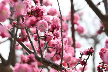 Obraz premium Blooming Japanese plum blossom with great pink color