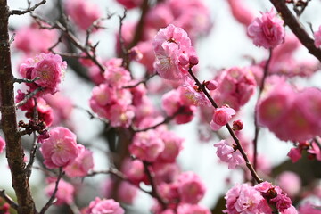 Blooming Japanese plum blossom with great pink color