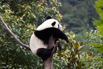Obraz premium Funny Pose of Little Panda Sleeping on the Tree, Wolong Panda Base, China