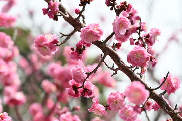tree, flower, spring, pink, blossom, cherry, nature, branch, bloom, flowers, sakura, blooming, garden, plant, sky, flora, japan, floral, blossoms, petal, beauty, season, magnolia, 