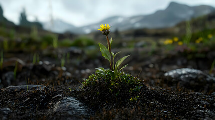 Single Yellow Flower In Rocky Mountain Landscape