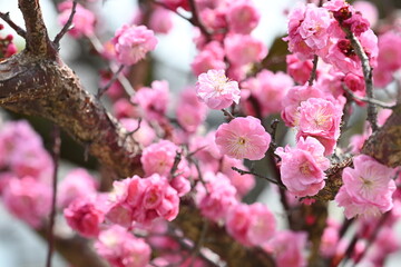 Blooming Japanese plum blossom with great pink color
