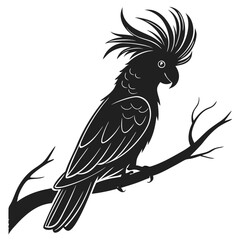 cockatoo silhouette black vector