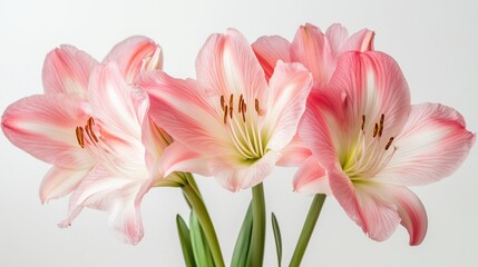 Obraz premium Stunning Pink Amaryllis Flowers with Delicate Petals and Vibrant Green Stems in a Soft Light Background for Elegant Floral Arrangements and Nature-Themed Décor
