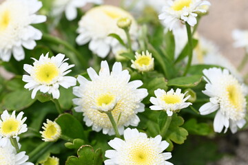 Obraz premium White flowers in a garden
