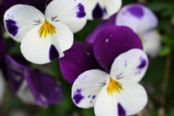 pansy flowers