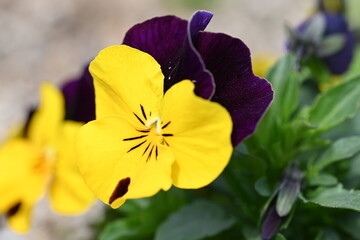 yellow pansy flower