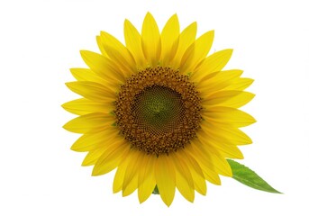 Fototapeta premium sunflower on white background