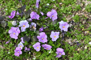 flowers in the garden