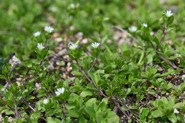green grass and flowers