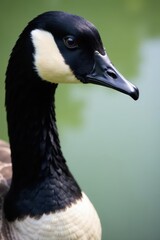 Obraz premium Close-up of Canada goose head, black feathers, sharp beak, intense eye Pond water background , black feathers, bird, nature
