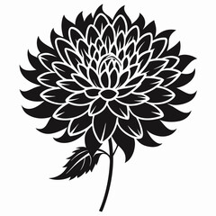 Chrysanthemum silhouette icon on white background 