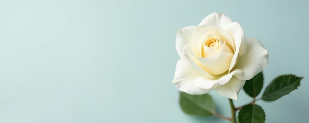 Fototapeta premium Single white rose on plain background, delicate petals visible, bud, photography
