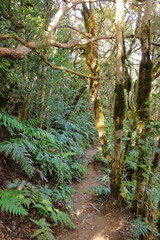 Fototapeta premium cloud forest in the Anaga mountains in Spain, Canary Islands, Tenerife