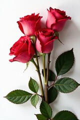 Faded red roses, petals curling, stark white backdrop, thorns, aged, sadness