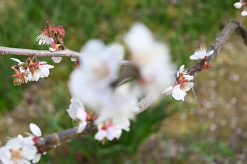 cherry blossom in spring