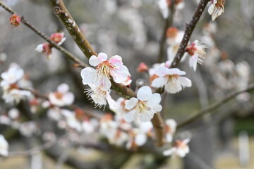 cherry tree blossom