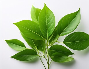Fototapeta premium fresh green leaves on a young plant against a white background