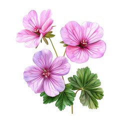 pink carnation flowers isolated