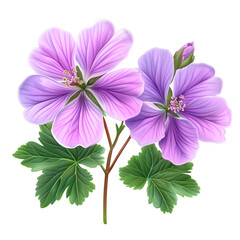 pink cosmos flowers isolated on white