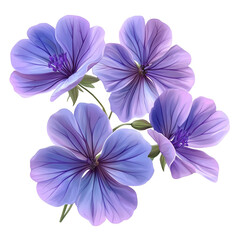 purple Geranium flowers ,on a white background
