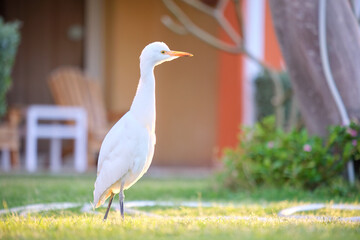 White cattle egret wild bird, also known as Bubulcus ibis walking on green lawn in summer