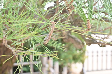pine tree branches