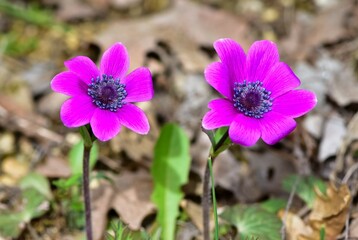 Fototapeta premium various wild anemone flower pictures