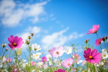 Fototapeta premium A vibrant field of wildflowers under a bright blue sky