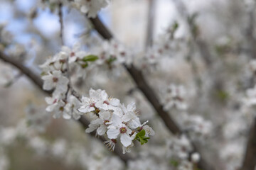Flowering fruit tree in spring