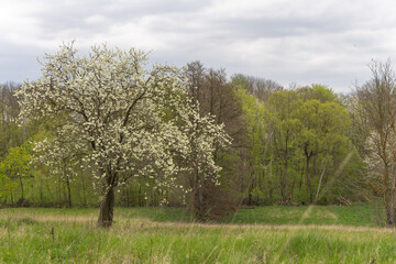 Flowering fruit trees in the spring garden