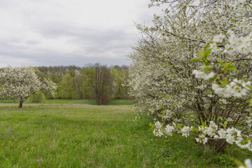 Flowering fruit trees in the spring garden