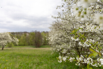 Naklejka premium Flowering fruit trees in the spring garden