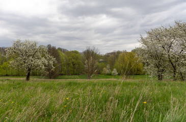 Flowering fruit trees in the spring garden