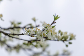 Flowering fruit tree in spring