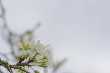 Flowering fruit tree in spring