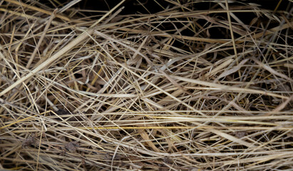 Dry hay in storage