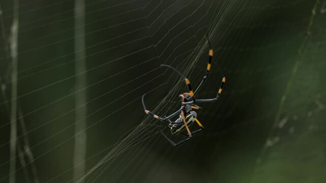 Slow Motion clip of a Red-legged Golden Orb-web Spider or red-legged nephila (Trichonephila inaurata or Nephila inaurata) weaving her web. Greater Kruger National Park. Limpopo Province, South Africa.