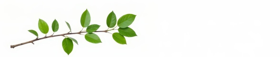 Fototapeta premium Single isolated branch with leaves on white background, nature, pure