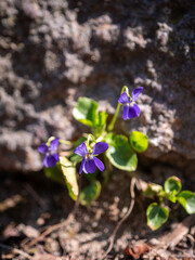 Close-up of blooming wild violets with purple petals and green leaves growing beside a stone wall in early spring sunlight.