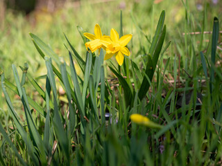 Fototapeta premium Close-up of two blooming yellow daffodils in fresh green grass, captured on a sunny spring day. 