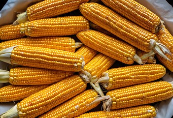 A neat collection of golden corn cobs, husks pulled back just enough to reveal the kernels.