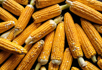 A neat collection of golden corn cobs, husks pulled back just enough to reveal the kernels.