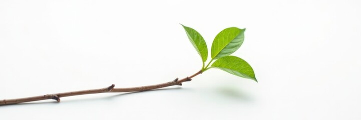 Obraz premium Small twig branch with single leaf isolated on white background, , white surface, twigs