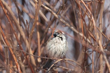 A small sparrow hides amidst the intricate twigs, showcasing the beauty of urban wildlife at Herastrau Lake. Springtime in Bucharest brings vibrant life to this serene park setting