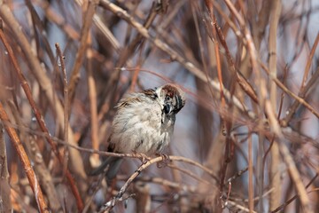 A charming sparrow perches among the branches near Herastrau Lake, nestled within King Michael I Park. The presence of spring brings a lively atmosphere to Bucharest's urban oasis
